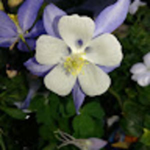 Meet your Posher, Recotara